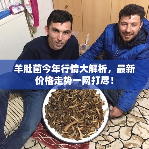 羊肚菌今年行情大解析,最新价格走势一网打尽!