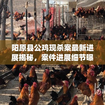 阳原县公鸡现杀案最新进展揭秘,案件进展细节曝光!