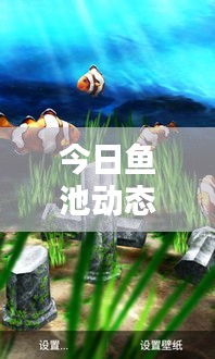 今日鱼池动态,最新消息与图片概览