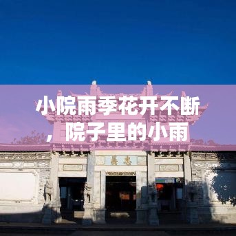 小院雨季花开不断,院子里的小雨